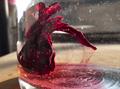 Roselle 